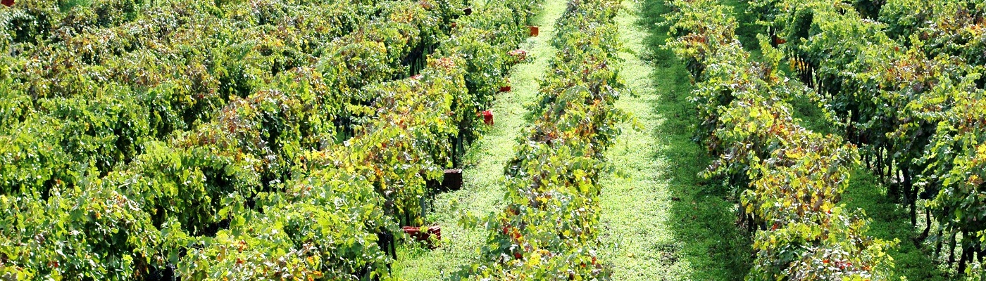 Weinreben, Weinberg, Reben, Weintrauben, Weinstock