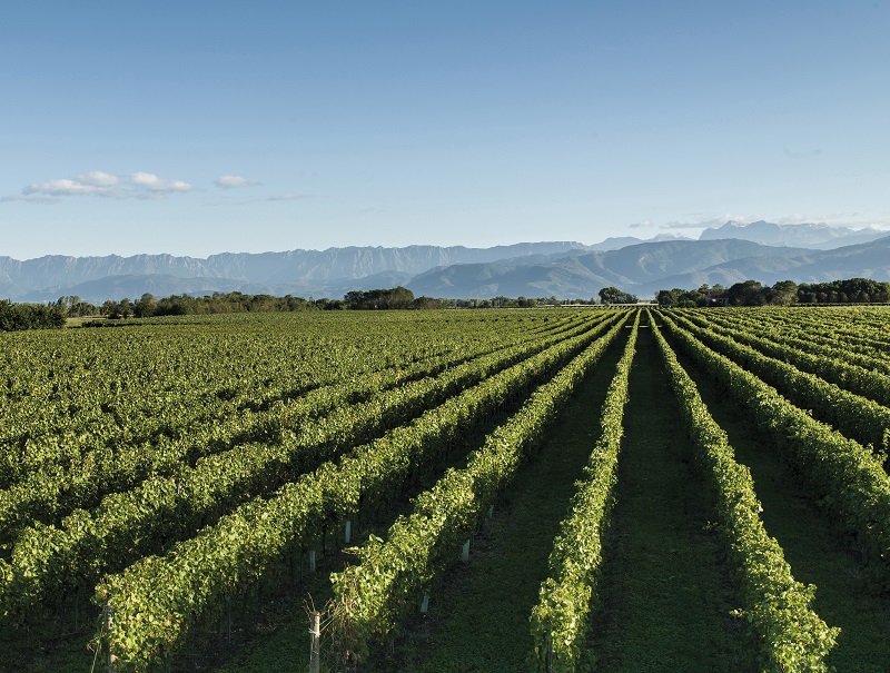Weinberg, Weinreben, Weinort, Landschaft, Vinyard