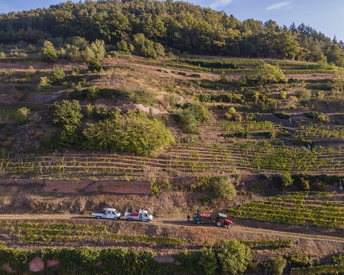 Ein Traktor und zwei Fahrzeuge sind auf einem schmalen Weg zwischen Weinbergen unterwegs. Die Hänge sind mit Reihen von Weinreben bepflanzt, umgeben von Bäumen und sanften Hügeln.