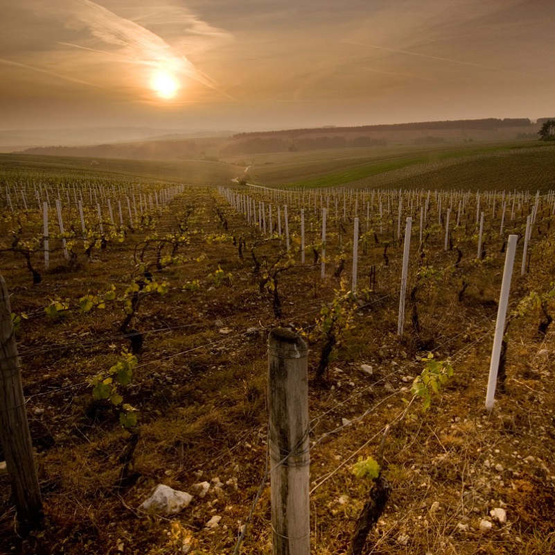 Weinberg, Weinreben, Weinbergslage, Rebenpfeiler, Weinbau