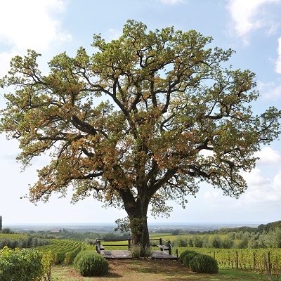 Ein großer Baum mit breiter Krone steht alleine auf einer Anhöhe. Unter ihm befinden sich Bänke, umgeben von sanften Hügeln und Weinbergen, unter einem bewölkten Himmel.