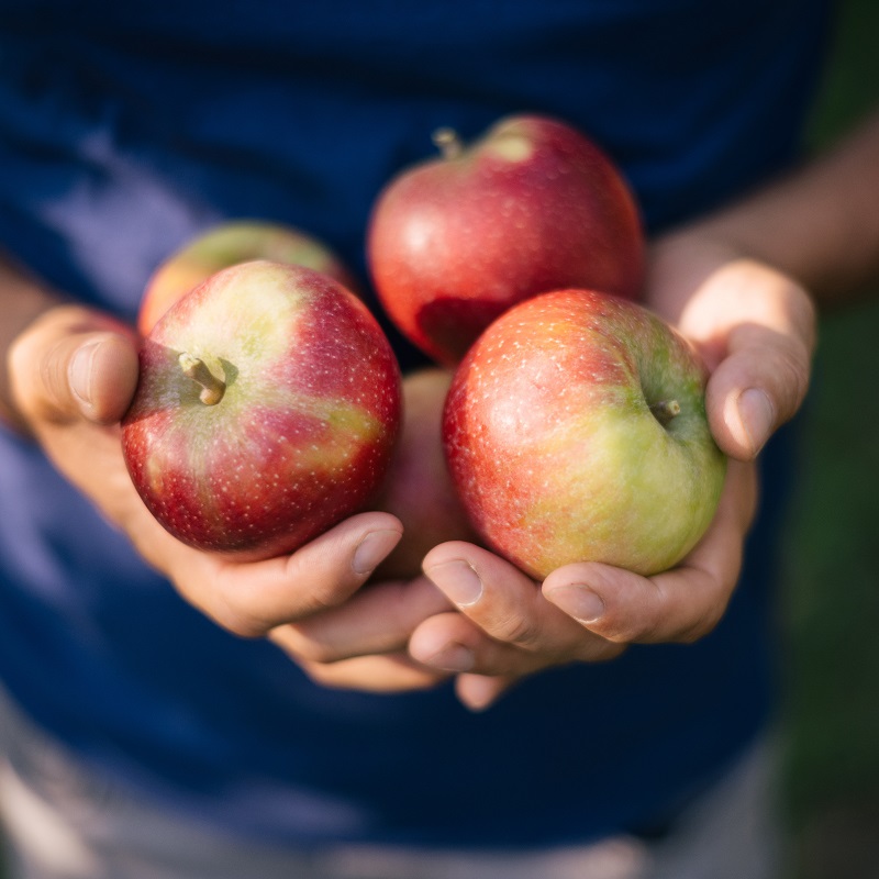 apfel, äpfel, rot-grün, frucht, in der hand