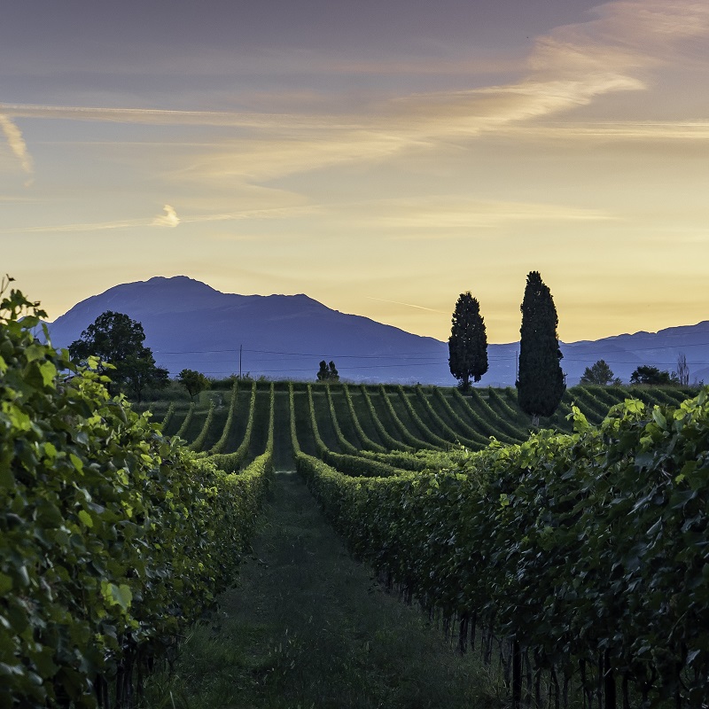 Weinberg, Weinreben, Rebenreihe, Landschaft, Weinbau