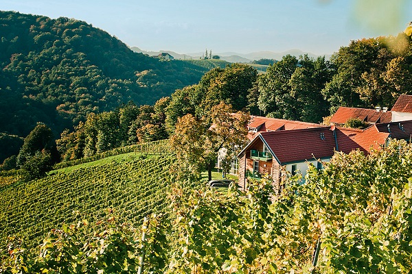 Landschaft mit Weinbergen, die sanft an einen Hügel ansteigen. Im Vordergrund sind grüne Traubenreben sichtbar, dahinter eine malerische, moderne Bauernhaus mit roten Dächern und umgeben von Bäumen.