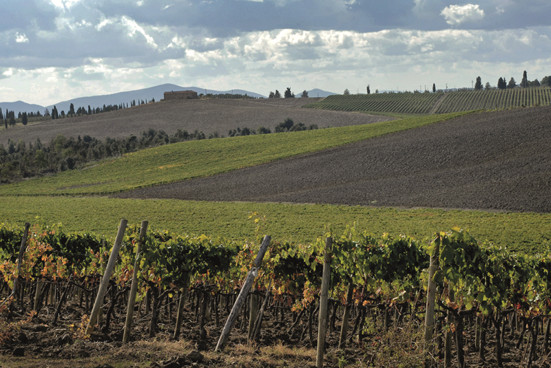 weinberg, reben, felder, landlandschaft, weingenuss, Weinberg, Weinreben, Rebenstauden, Weinkeller, Landschaft