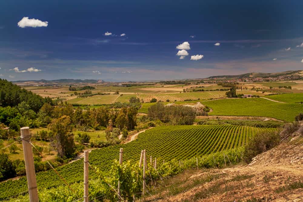 Weinberg, Weinreben, Weinland, Landschaft, Weinbergtreib