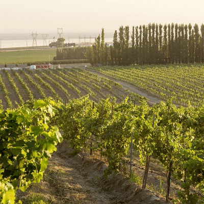 Rebenstöcke erstrecken sich in einem schrägen Feld, umgeben von weiteren Weinreben. Im Hintergrund sind Strommasten und hohe Bäume sichtbar, während die Sonne eine sanfte Abendstimmung erzeugt.