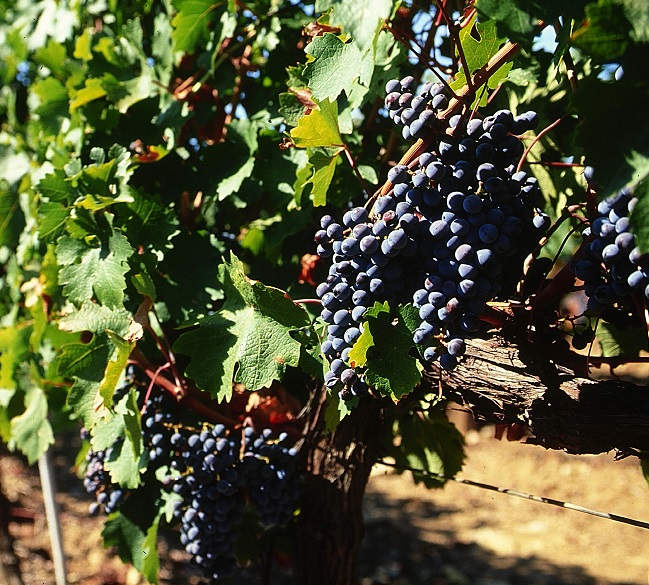Weinrebe, Trauben, Weinstock, Blätter, Weinernte