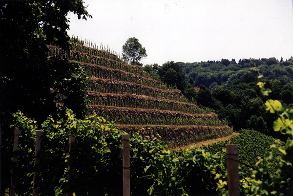 Ein Weinberg mit terrassierten Reihen von Weinpflanzen erstreckt sich in sanften Hügeln. Im Hintergrund befinden sich bewaldete Flächen und ein einzelner Baum auf der höchsten Terrasse.