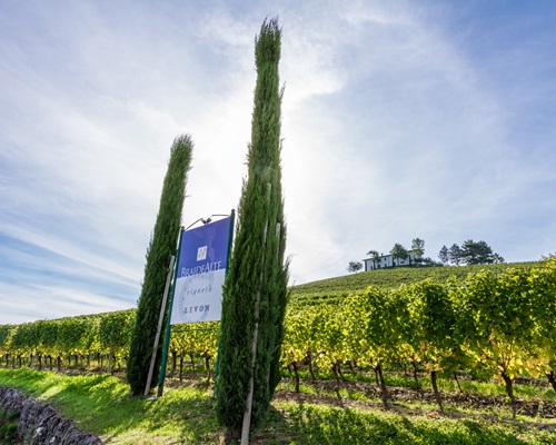 Ein Weinanbaugebiet ist zu sehen, mit einer Beschilderung, die den Namen des Weinguts zeigt. In der Nähe stehen hohe Zypressen, die Reben erstrecken sich in die Hügel. Der Himmel ist klar und blau.