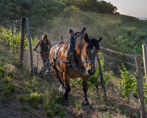 Ein Pferd zieht einen Pflug entlang eines Weinberges, während eine Person hinter dem Pferd arbeitet. Die Landschaft ist hügelig mit rebenbewachsenen Hängen und der Himmel ist hell. Staub steigt auf.