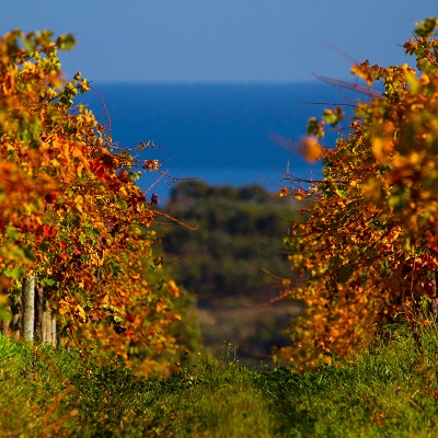 Weinreben mit leuchtend orangefarbenen Blättern erstrecken sich entlang eines schmalen Weges, der zu einem klaren blauen Meer im Hintergrund führt, umgeben von grüner Landschaft.