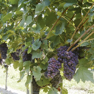 Ein Bündel von dunklen, reifen Trauben hängt an einem Weinstock, umgeben von grünen Blättern. Der Hintergrund zeigt eine ländliche Umgebung mit weiteren Pflanzen.