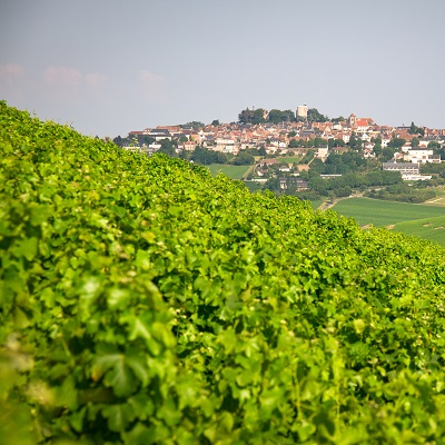 Ein sanfter Hang mit üppigen Weinreben erstreckt sich im Vordergrund, während im Hintergrund eine Stadt mit historischen Gebäuden und einem markanten Turm zu sehen ist. Der Himmel ist blau und wolkenlos.