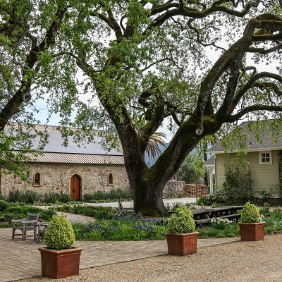 Ein großer Baum mit weit ausladenden Ästen steht in einem kleinen Garten. Darunter sind Töpfe mit Büschen. Im Hintergrund sind zwei Gebäude, eines aus Stein und das andere aus Holz.