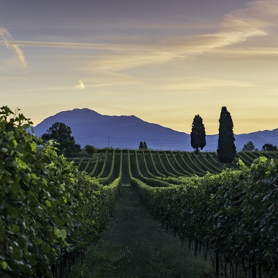 Rebenreihen erstrecken sich bis zum Horizont, mit sanften Hügeln und einem Berg im Hintergrund. Der Himmel zeigt ein sanftes Licht beim Sonnenuntergang, während grüne Pflanzen den Vordergrund dominieren.