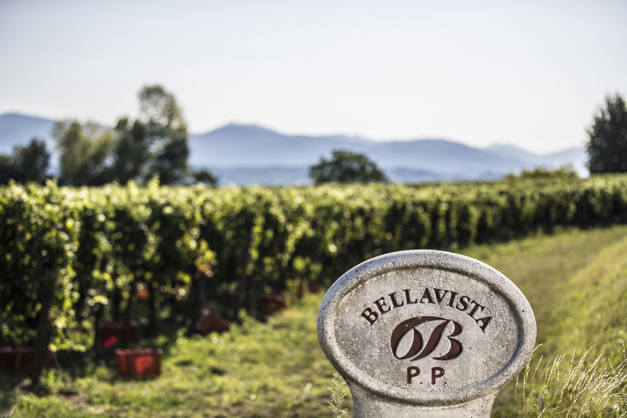 Ein Steinzeichen mit der Inschrift -BELLAVISTA P.P.- steht im Vordergrund, während im Hintergrund ein Weinberg mit Reihen von Reben und Bergen in der Ferne zu sehen ist.