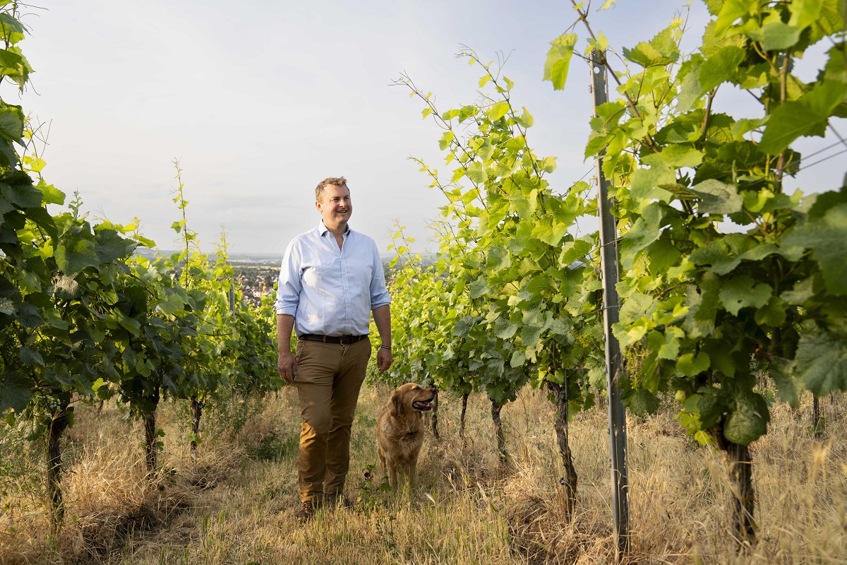 Mann, Hund, Weinreben, Weinberg, Casual-Hemd