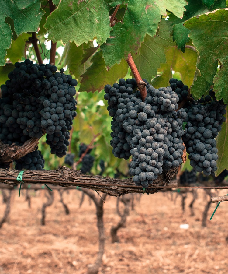 Natur, Draußen, Auf dem Land, Ländlich, Bauernhof