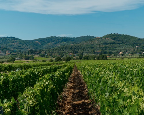 Ein Weinberg erstreckt sich bis zum Horizont, mit Reihen von Weinreben, die in der Mitte einen Weg bilden. Sanfte Hügel und Bäume umgeben die Szene, unter einem klaren blauen Himmel.