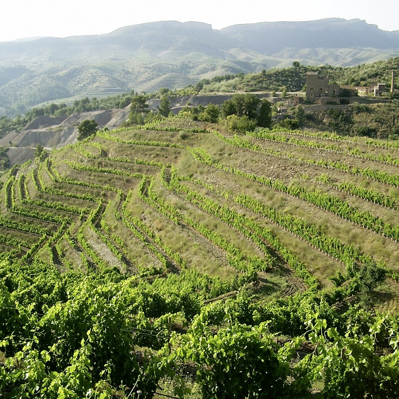 Weinberg, Terrassenweise Reben, Reben, Hügellandschaft, Weinbau