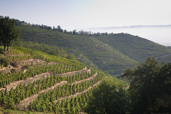 Weinberg, Weinreben, Hügel, Terrassenanbau, Landschaft