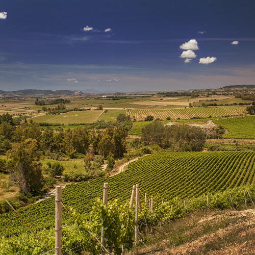 Weinberg, Weinberge, Reben, Landschaft, Agrarland