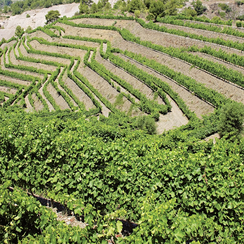 Weinreben, Terrassenweinberg, Weinberg, Laub, Grüner Garten