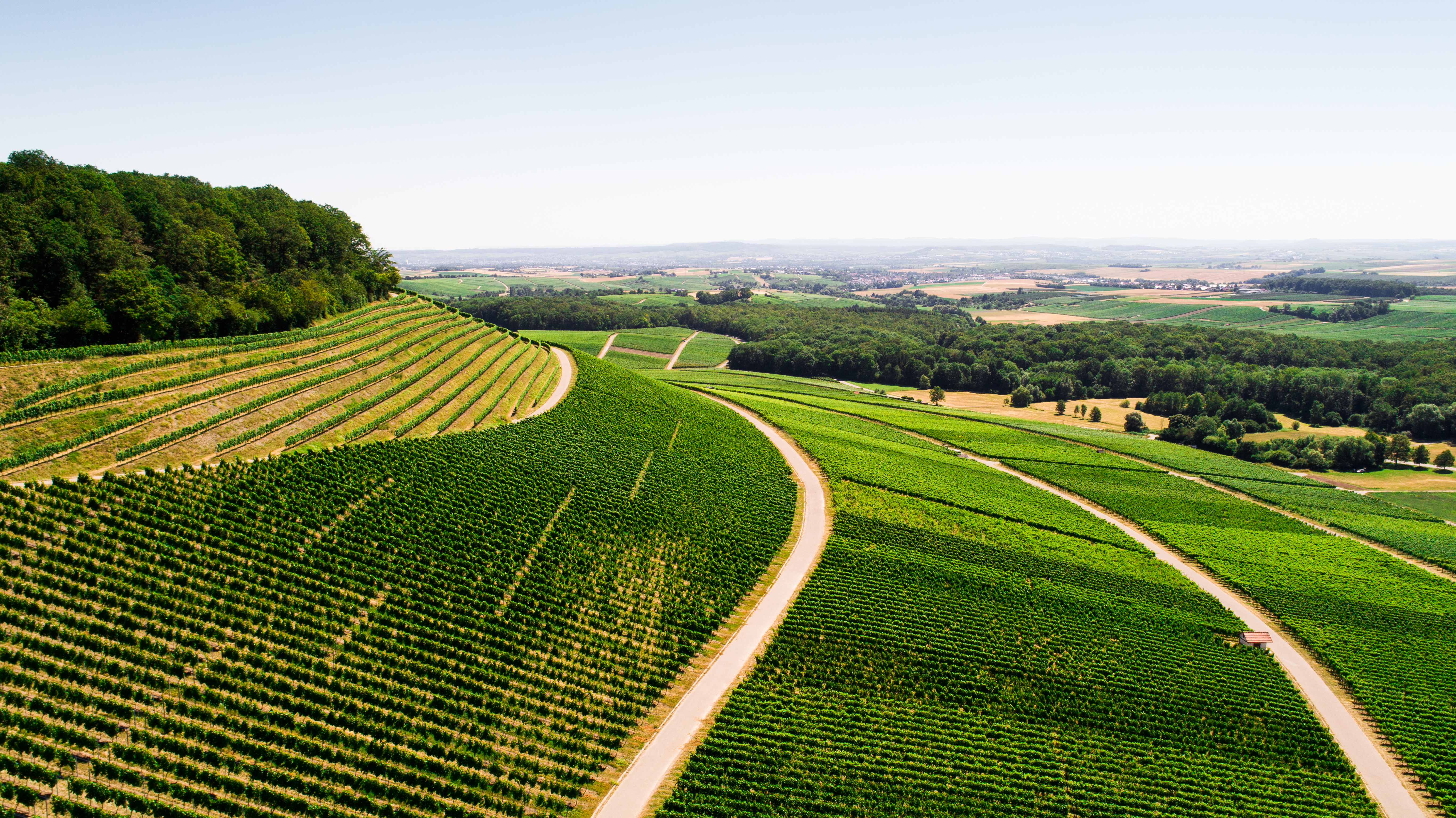 Grüne Weinberge erstrecken sich über sanfte Hügel, die von geraden Wegen durchzogen sind. Der klare Himmel bietet einen hellen Hintergrund, während ein Wald im Hintergrund sichtbar ist.