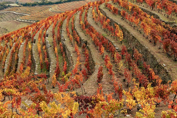 Ein Weinberg mit geschwungenen Reihen von Reben ist zu sehen, die in verschiedenen Herbstfarben wie Gelb, Orange und Rot leuchten. Die Landschaft ist sanft hügelig, umgeben von einer malerischen Umgebung.