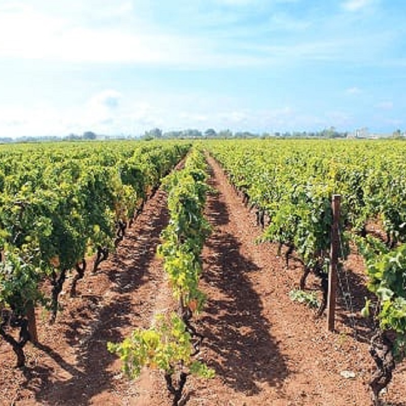 Weinreben, Weinbau, Reben, Weinberg, Weingarten