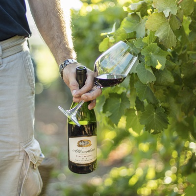 Eine Person hält eine Flasche Rotwein und ein Weinglas in einer Weinrebe. Die Umgebung ist grün, mit Weintrauben und Blättern im Hintergrund, was eine entspannte Weinprobe andeutet.