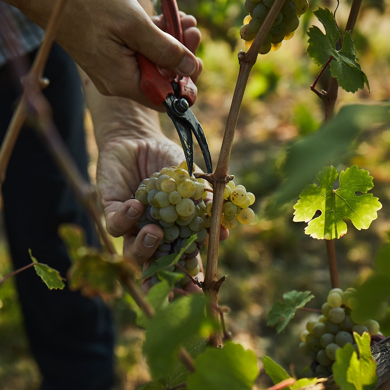Weintraube, Trauben, Weinrebe, Weinlese, Rebstock