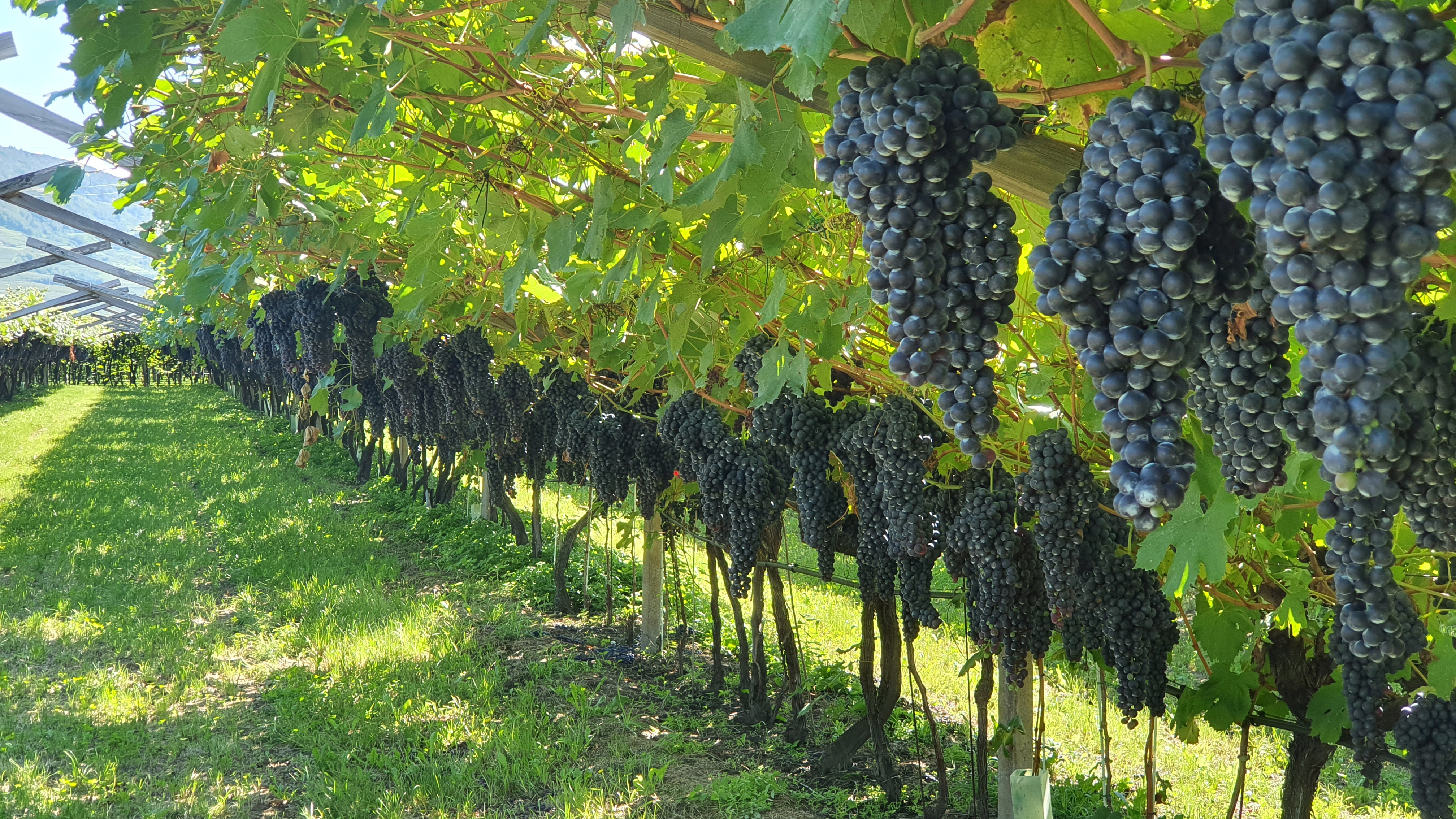 Reben mit dichten, dunklen Trauben hängen an Holzpergolen, die in einem sonnigen Weinberg aufgestellt sind. Im Hintergrund grünt der Boden, und die Weinreben erstrecken sich entlang des Weges.