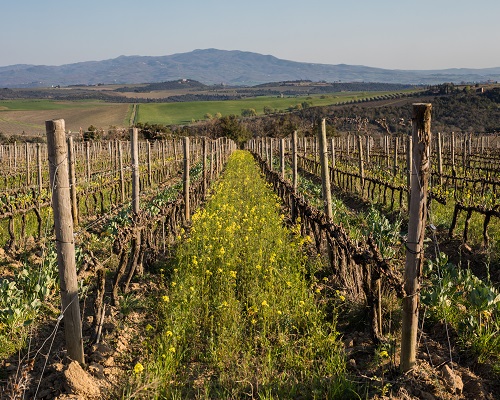 Ein Weinberg mit Reihen von Traubenpflanzen erstreckt sich in der Landschaft. Dazwischen blüht gelbes Wildblumenfeld. Im Hintergrund sieht man sanfte Hügel unter einem klaren Himmel.
