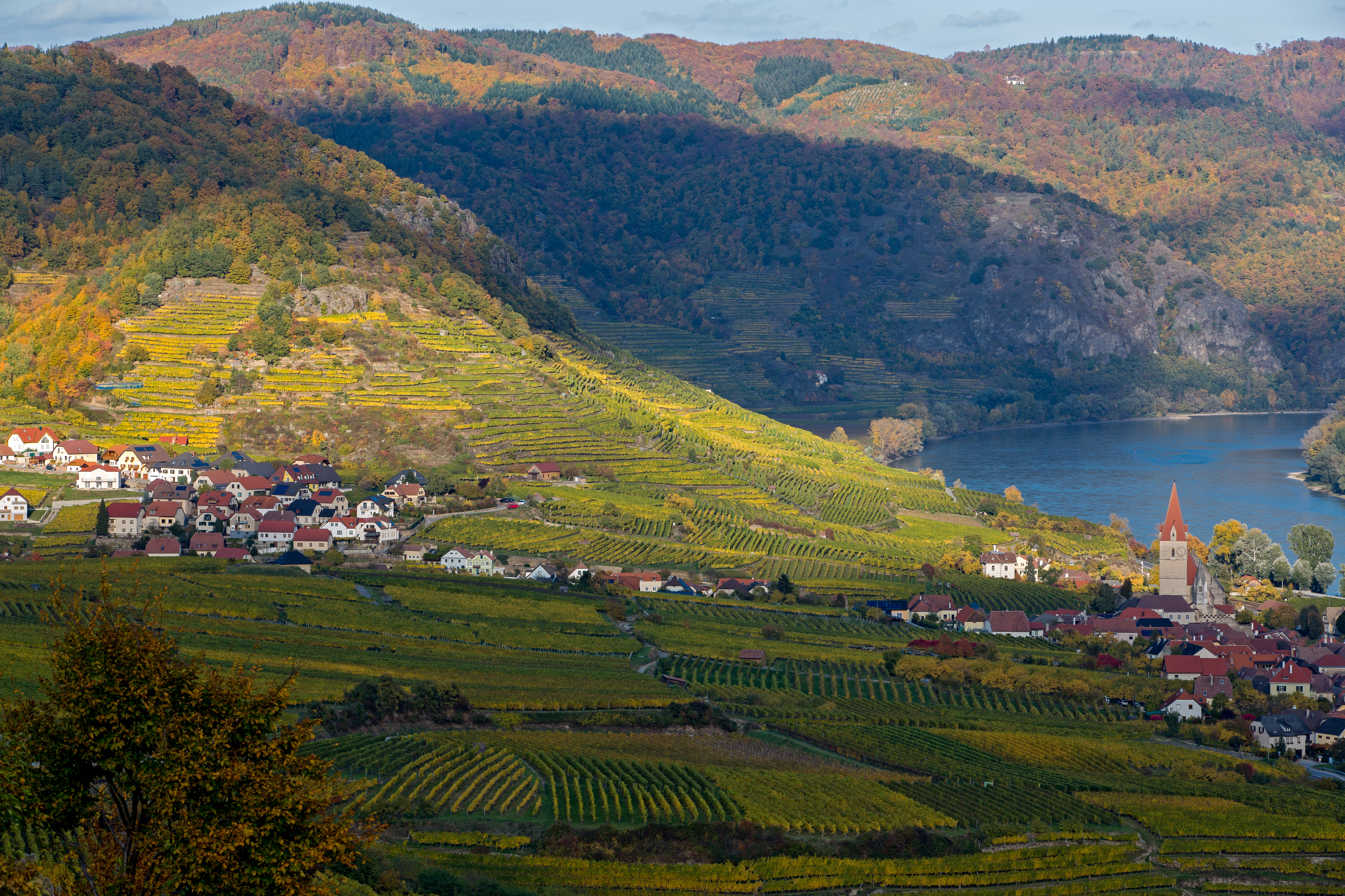 Voll ertragene Weinberge erstrecken sich über sanfte Hügel, während ein malerisches Dorf mit einem Kirchturm im Vordergrund vor einem ruhigen Fluss und buntem Herbstlaub im Hintergrund liegt.