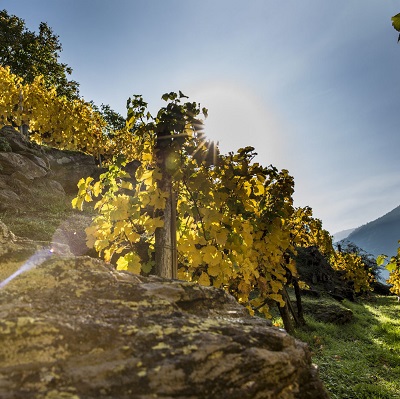 Rebstöcke mit gelben Blättern wachsen an einem Hang, beleuchtet von der Sonne, die hinter den Bergen aufgeht. Ein Felsstück im Vordergrund ergänzt die natürliche Landschaft.