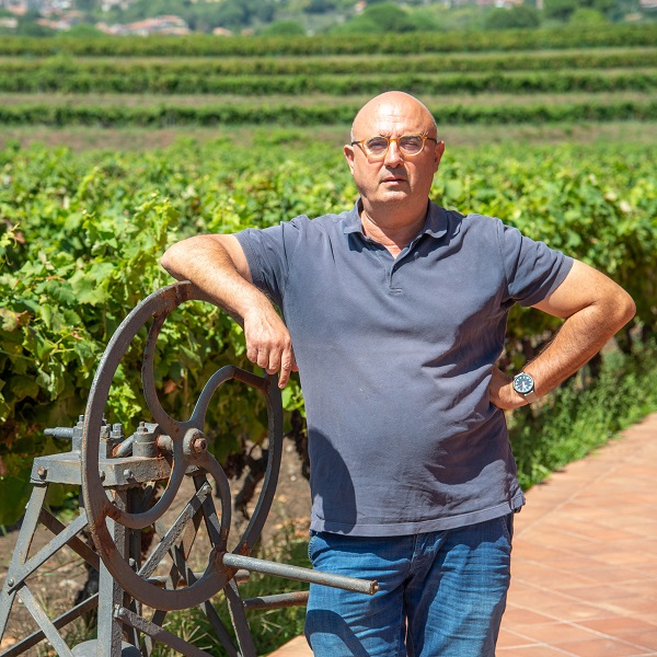 Mann, Erwachsener, T-Shirt, Uhr, Weinberg