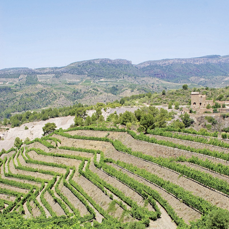 rebenterrassen, landschaft, terrassen, weinbau, gebirge