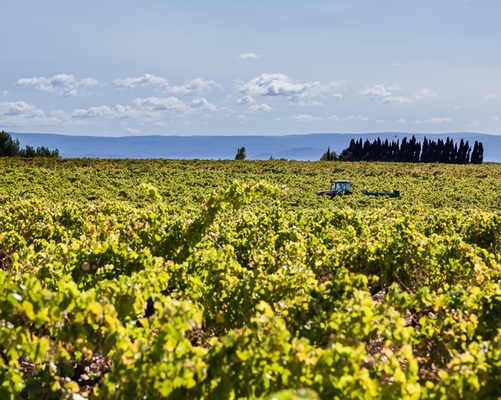 Ein Weinberg erstreckt sich bis zum Horizont, mit Reihen von grünen Weinreben. Ein Traktor arbeitet zwischen den Pflanzen, während im Hintergrund sanfte Hügel und einige Nadelbäume sichtbar sind.