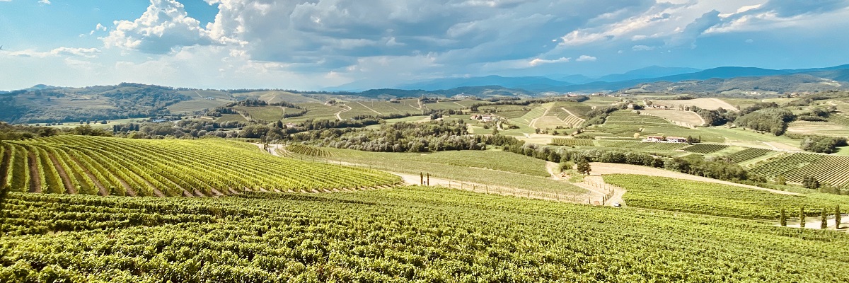 Weinberg, Weinbau, Reben, Landschaft, Hügel