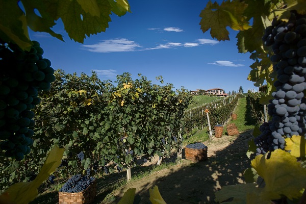 Ein Weinberg mit Rebstöcken und Trauben im Vordergrund. Im Hintergrund sind Weinfässer zu sehen und ein Gebäude. Der Himmel ist blau mit einigen Wolken.